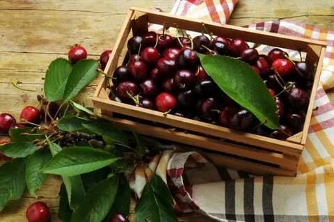 تصویر 4 از قیمت خرید آبمیوه گاز دار آلبالو عمده به صرفه و ارزان